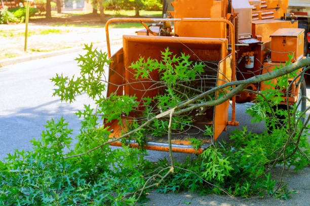 Best Arborist Consultation Services  in Rayne, LA