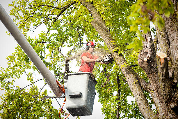 Best Hazardous Tree Removal  in Rayne, LA